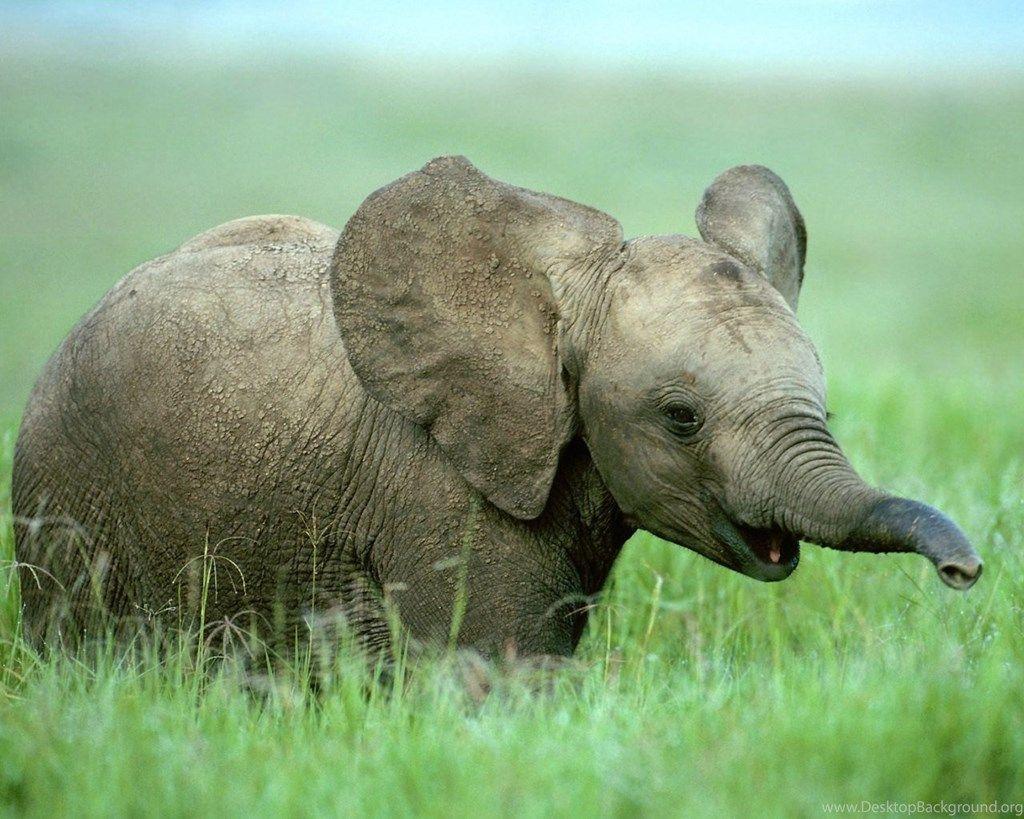 Cute Baby Wild Animals Wallpapers Wallpapers