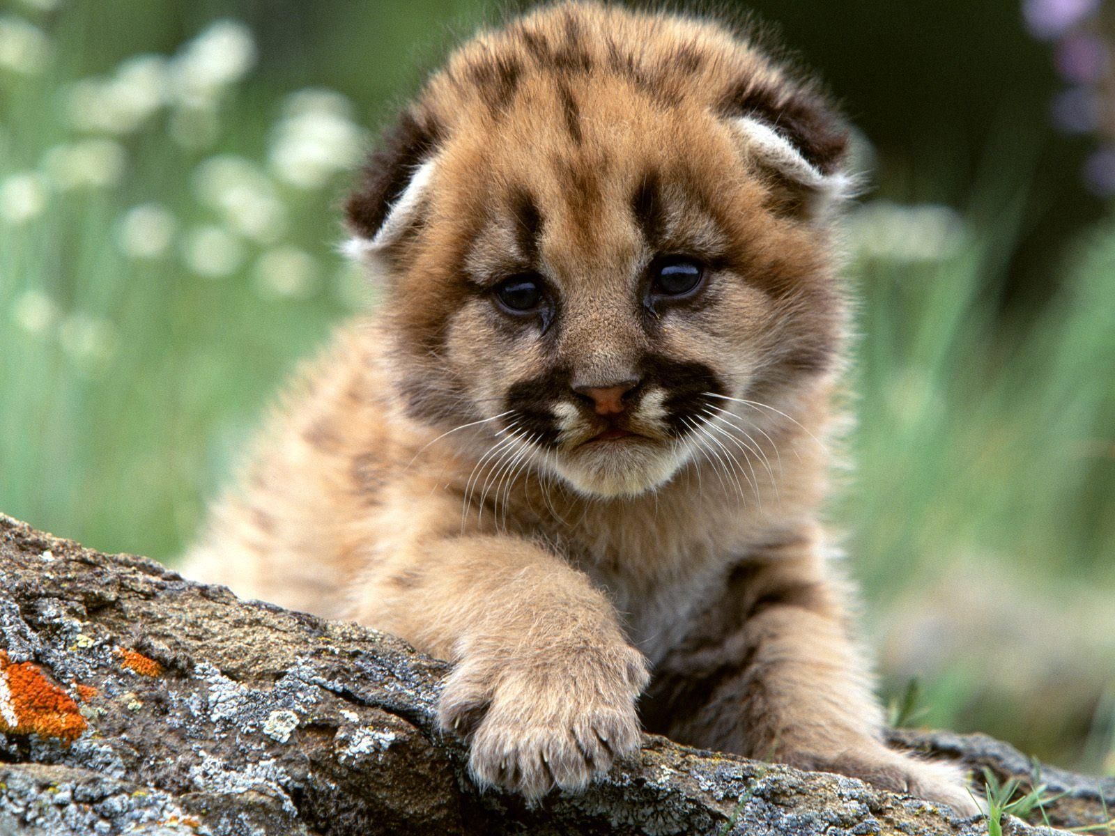 Cute Baby Wild Animals Wallpapers Wallpapers