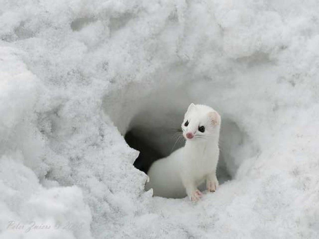 Cute Baby Winter Animals Wallpapers