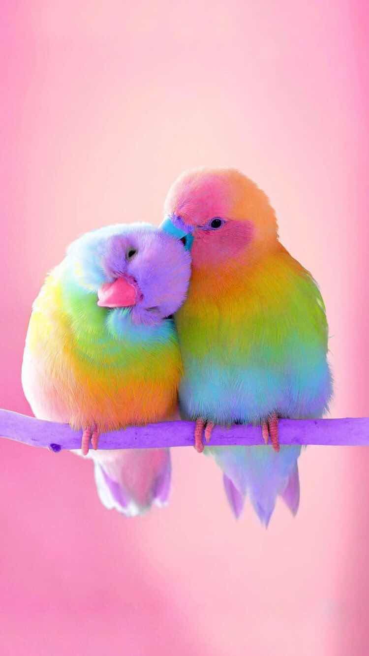 Cute Bird Wallpapers