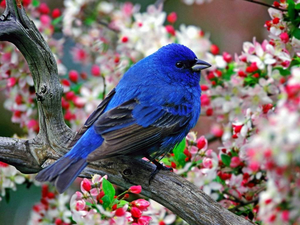 Cute Bird Wallpapers