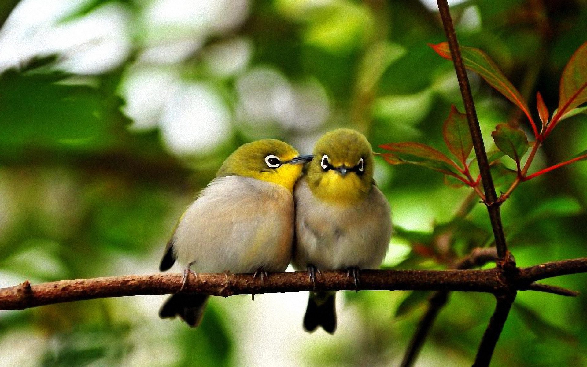 Cute Bird Wallpapers