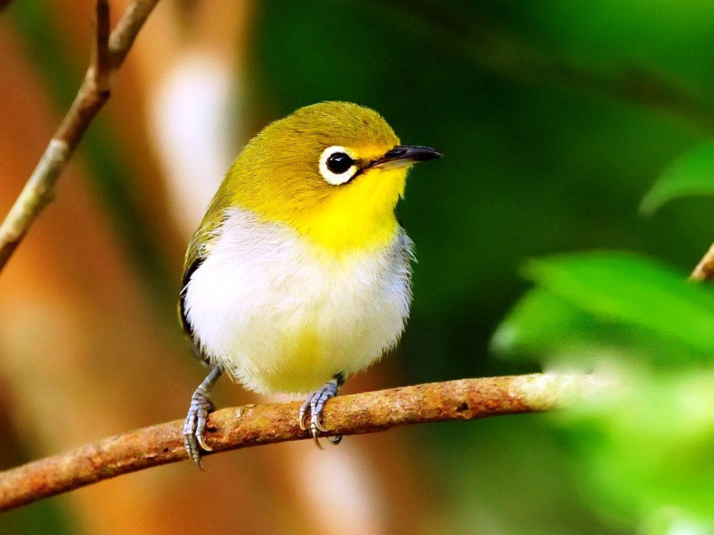 Cute Bird Wallpapers