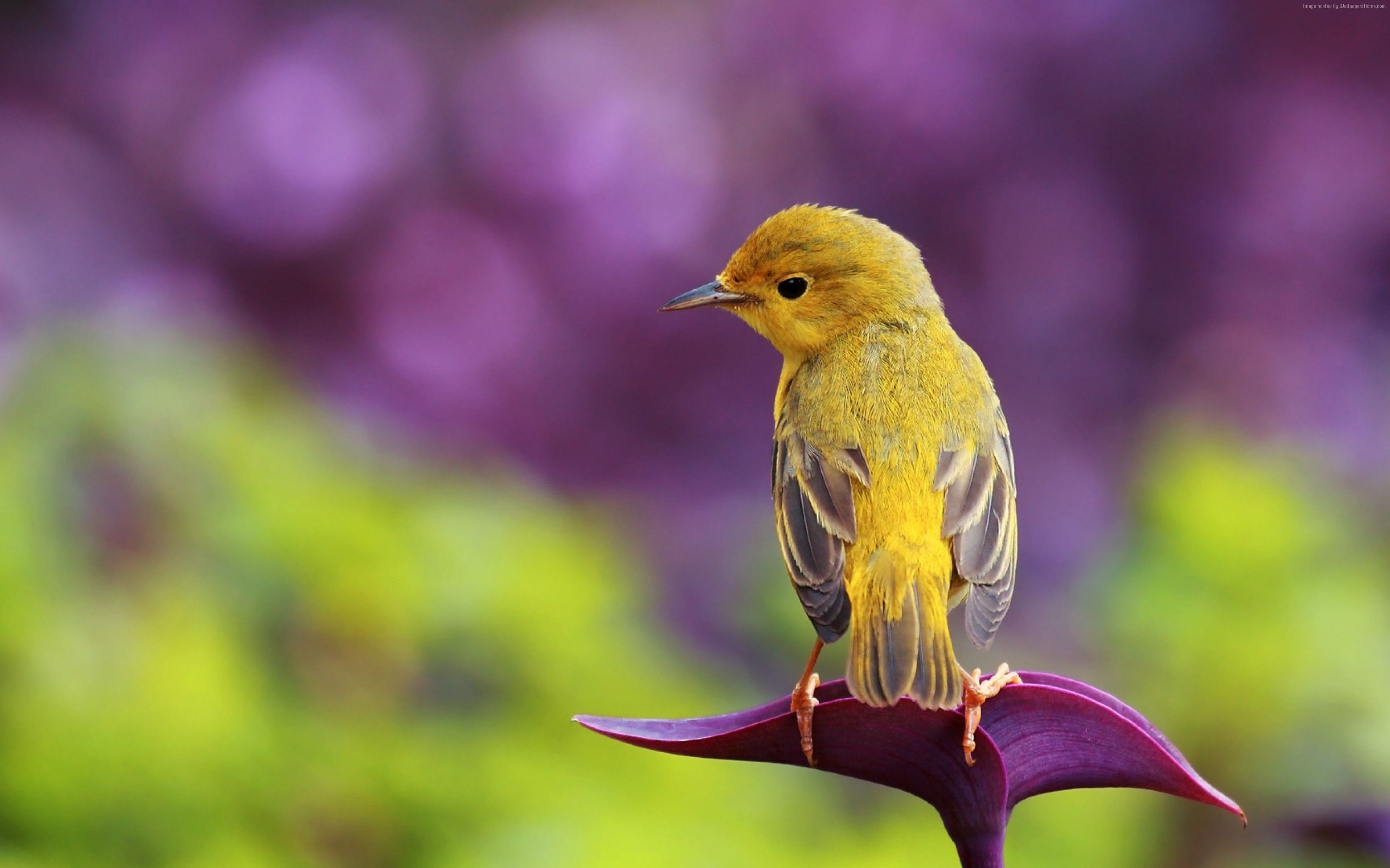 Cute Bird Hd Wallpapers