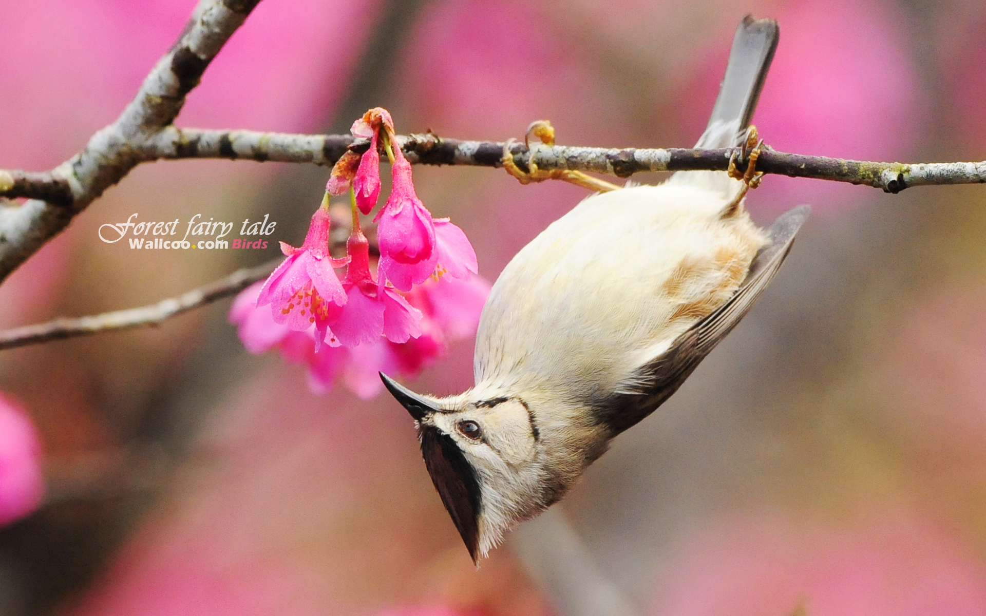 Cute Bird Wallpapers Wallpapers