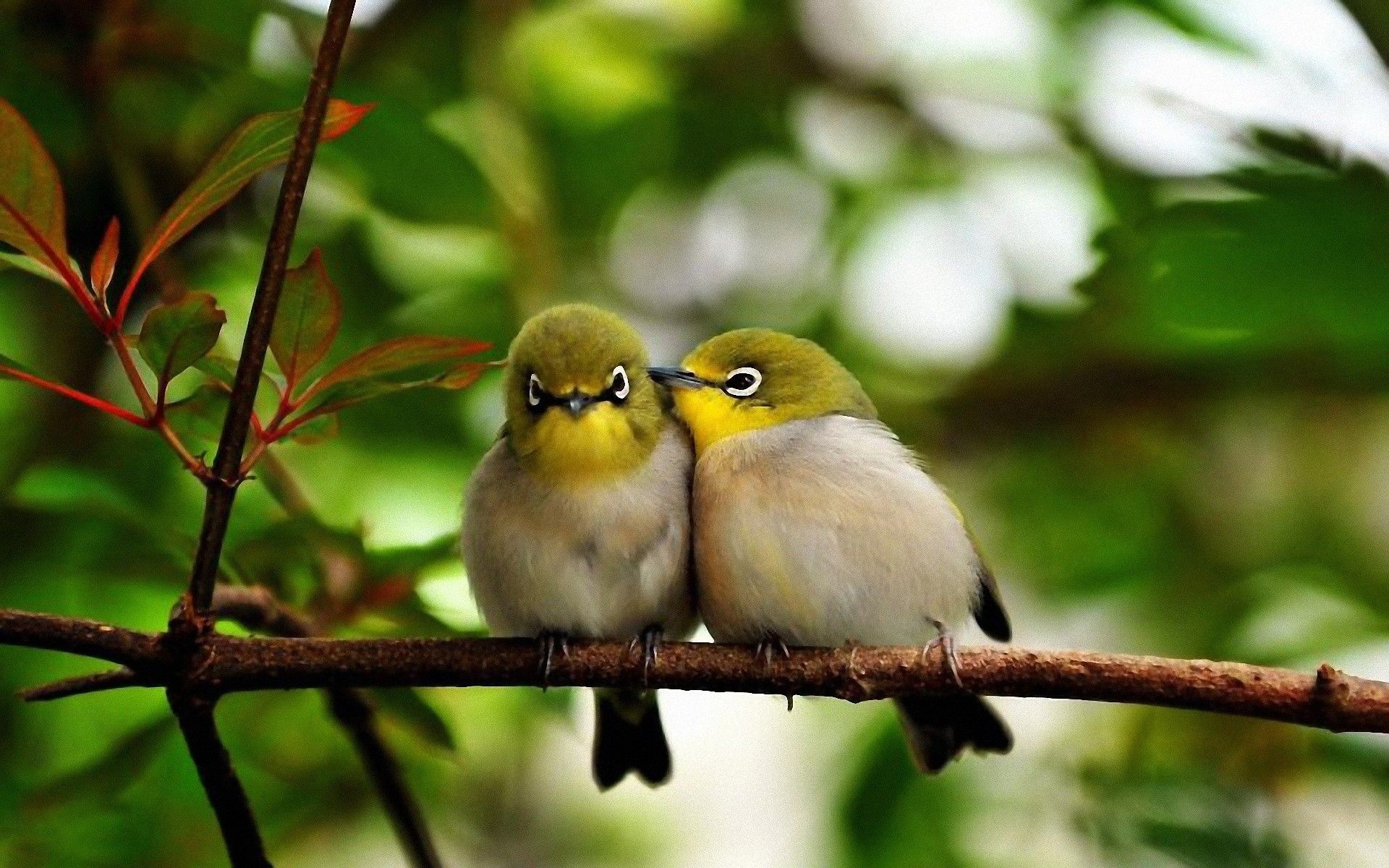 Cute Bird Wallpapers Wallpapers