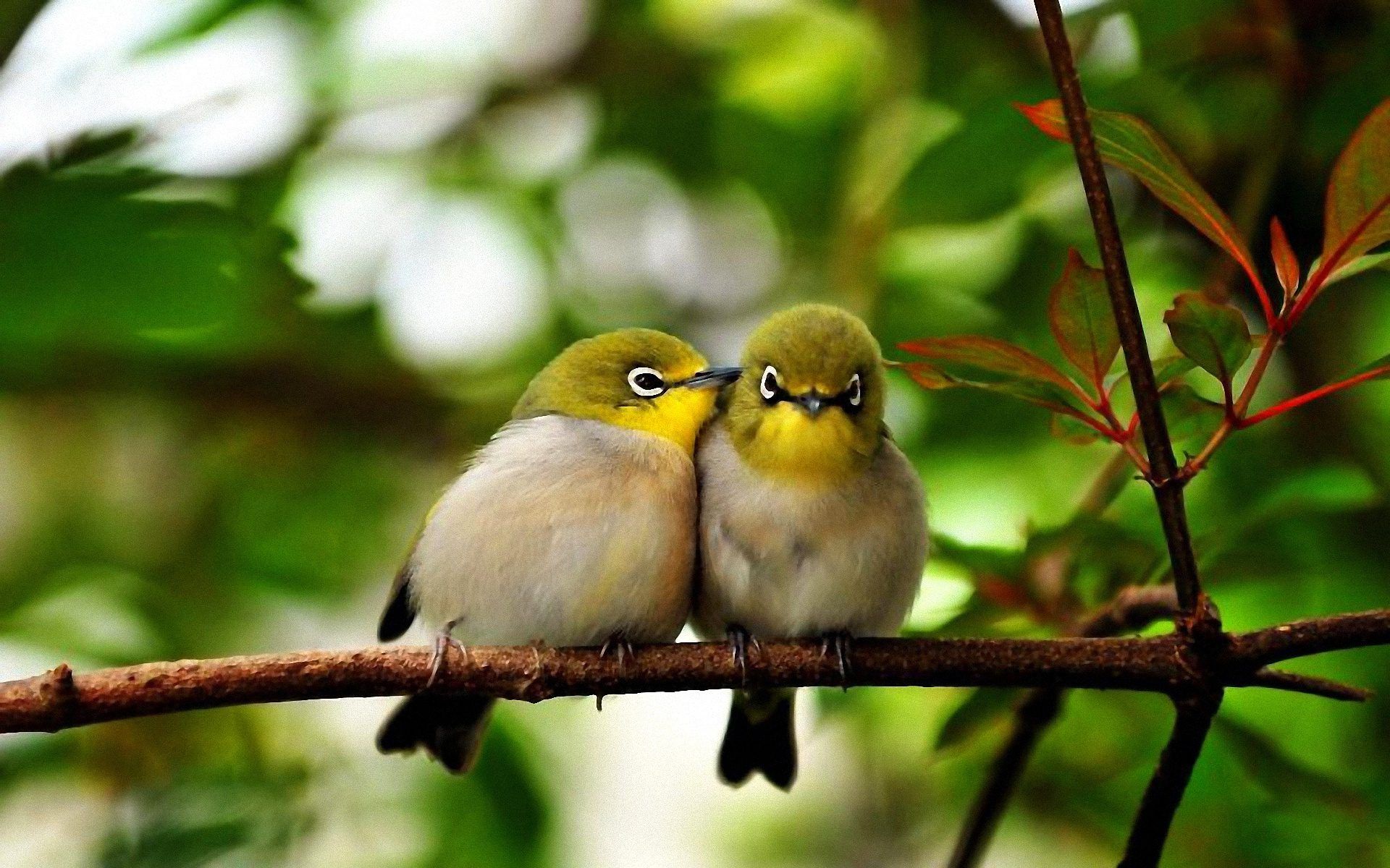 Cute Bird Wallpapers Wallpapers