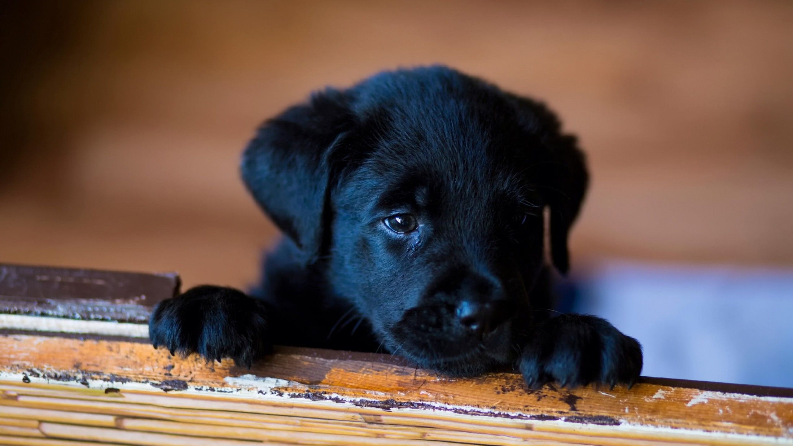 Cute Black Lab Puppies Wallpapers Wallpapers