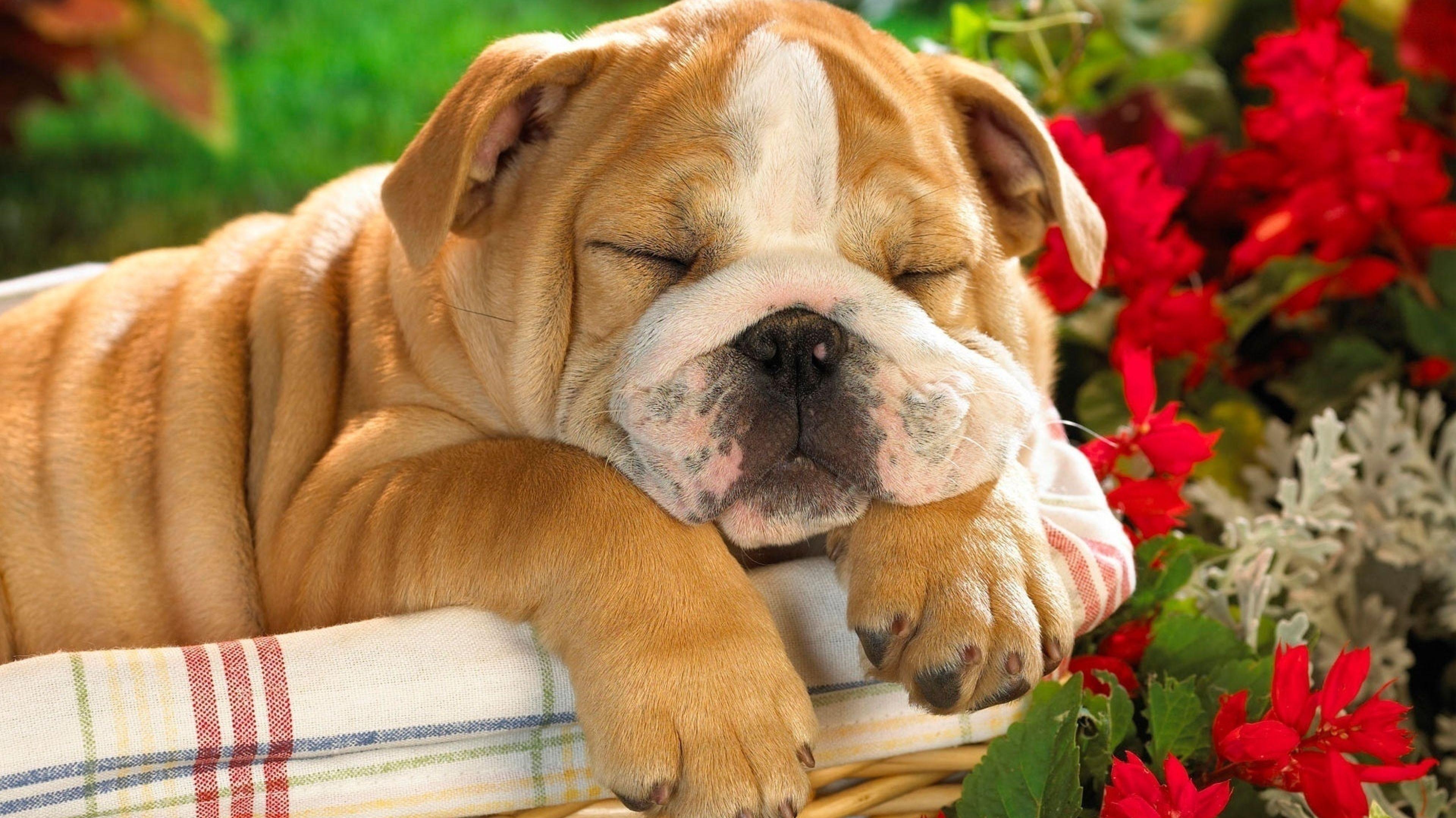 Cute Bulldog Wallpapers