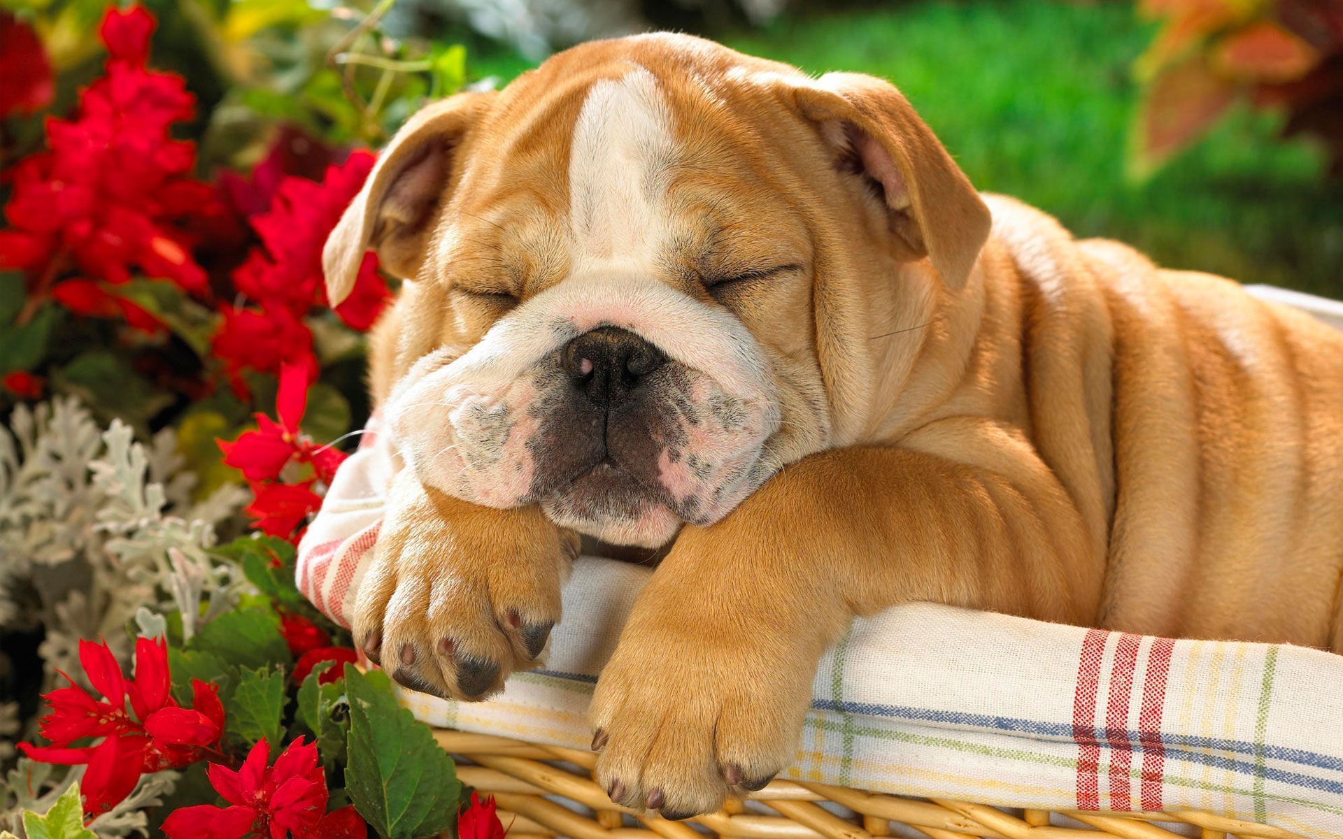 Cute Bulldog Wallpapers