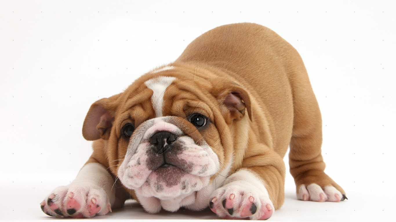 Cute Bulldog Wallpapers