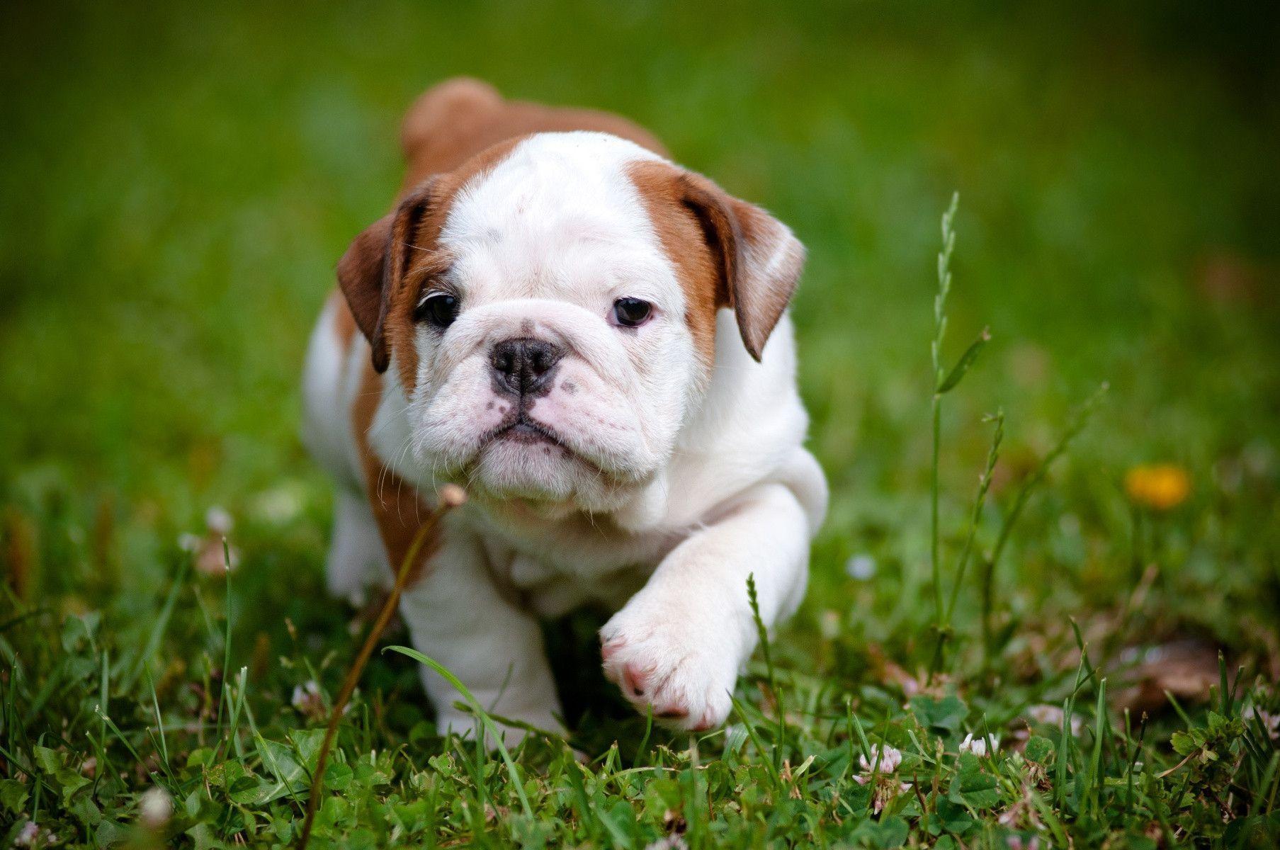 Cute Bulldog Wallpapers