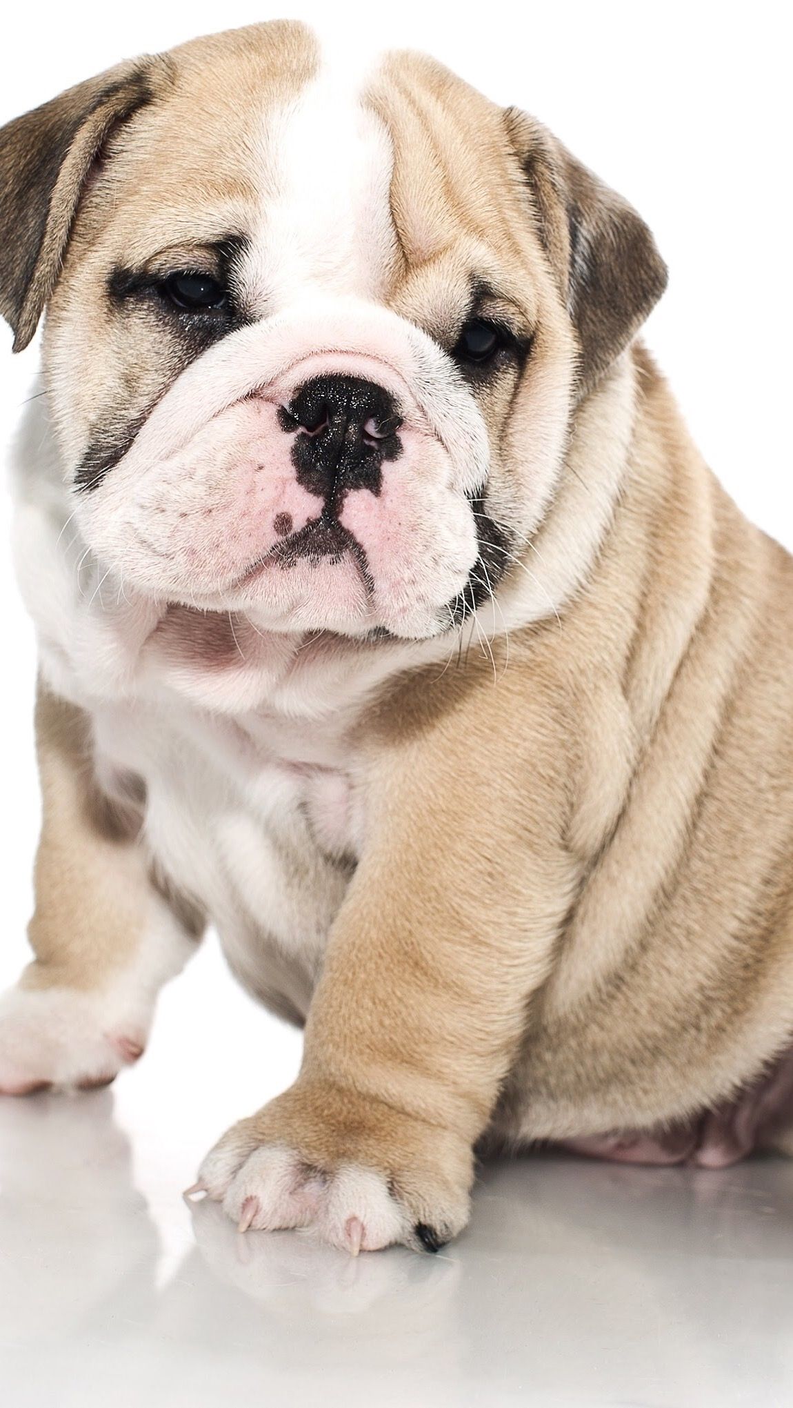 Cute Bulldog Wallpapers