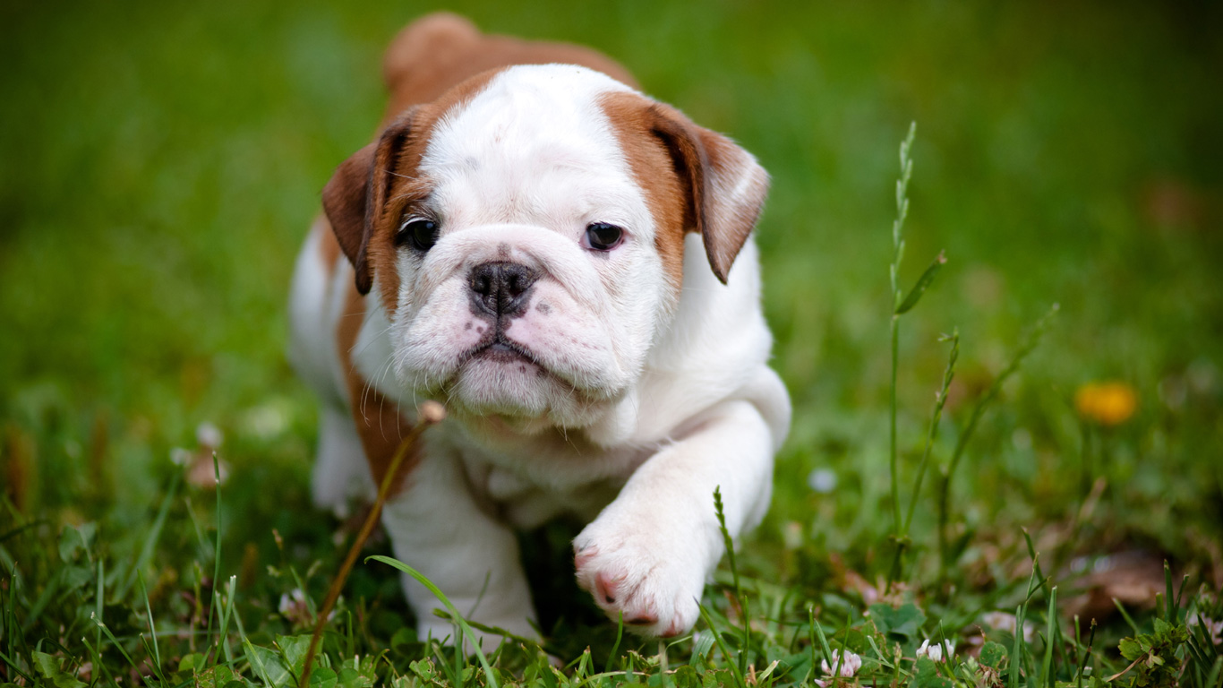 Cute Bulldog Puppies Wallpapers Wallpapers