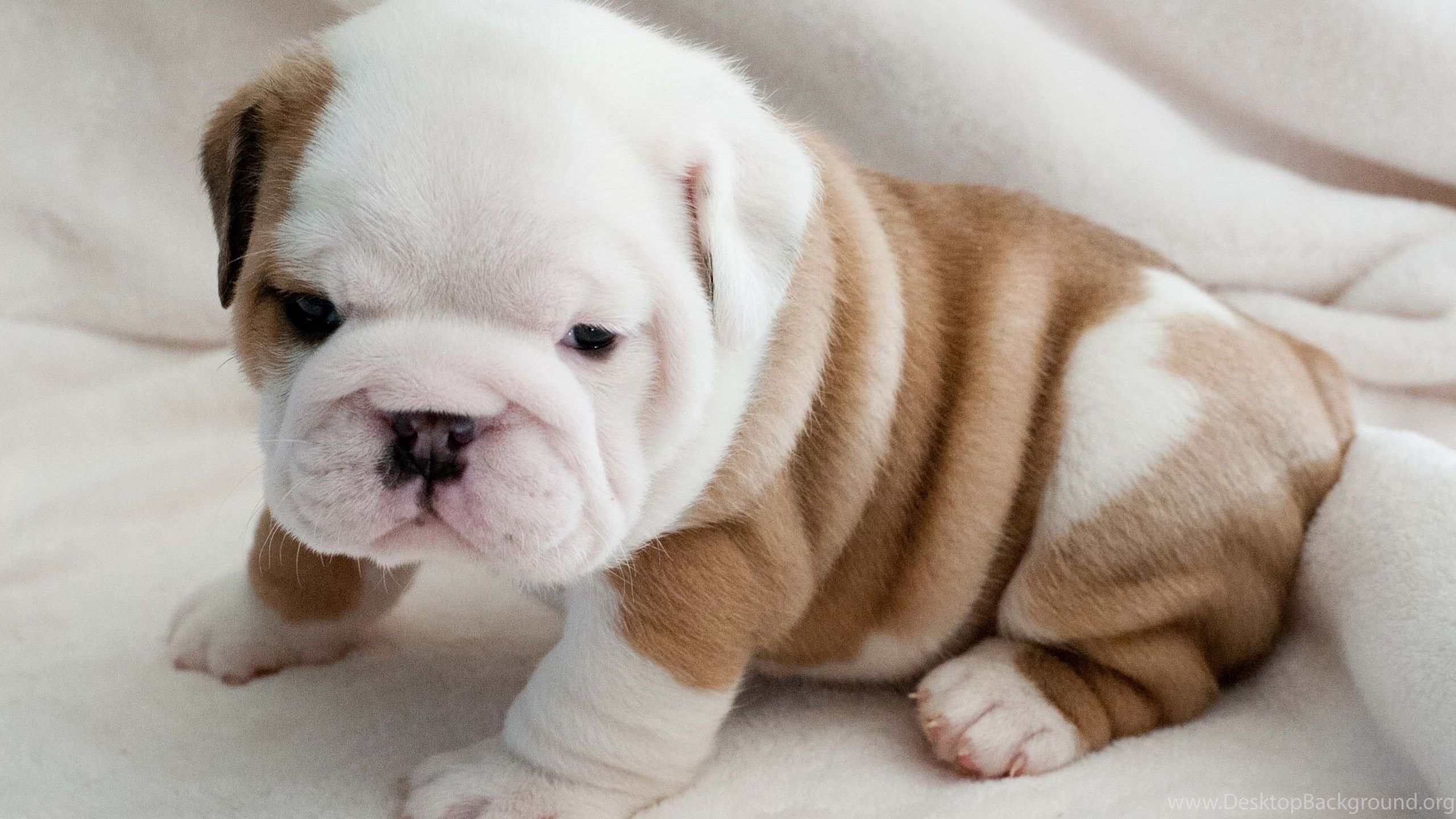 Cute Bulldog Puppies Wallpapers Wallpapers