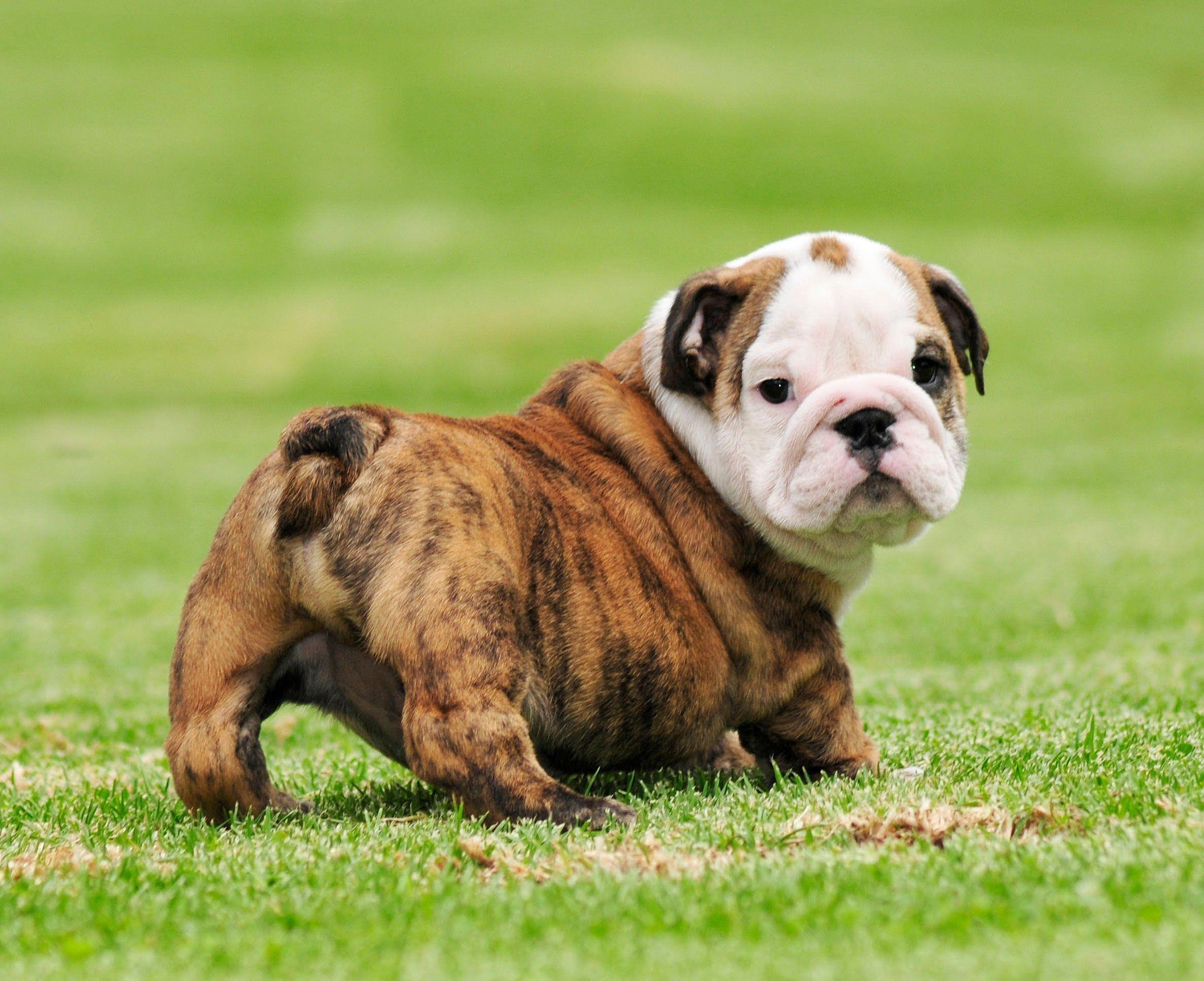 Cute Bulldog Puppies Wallpapers Wallpapers