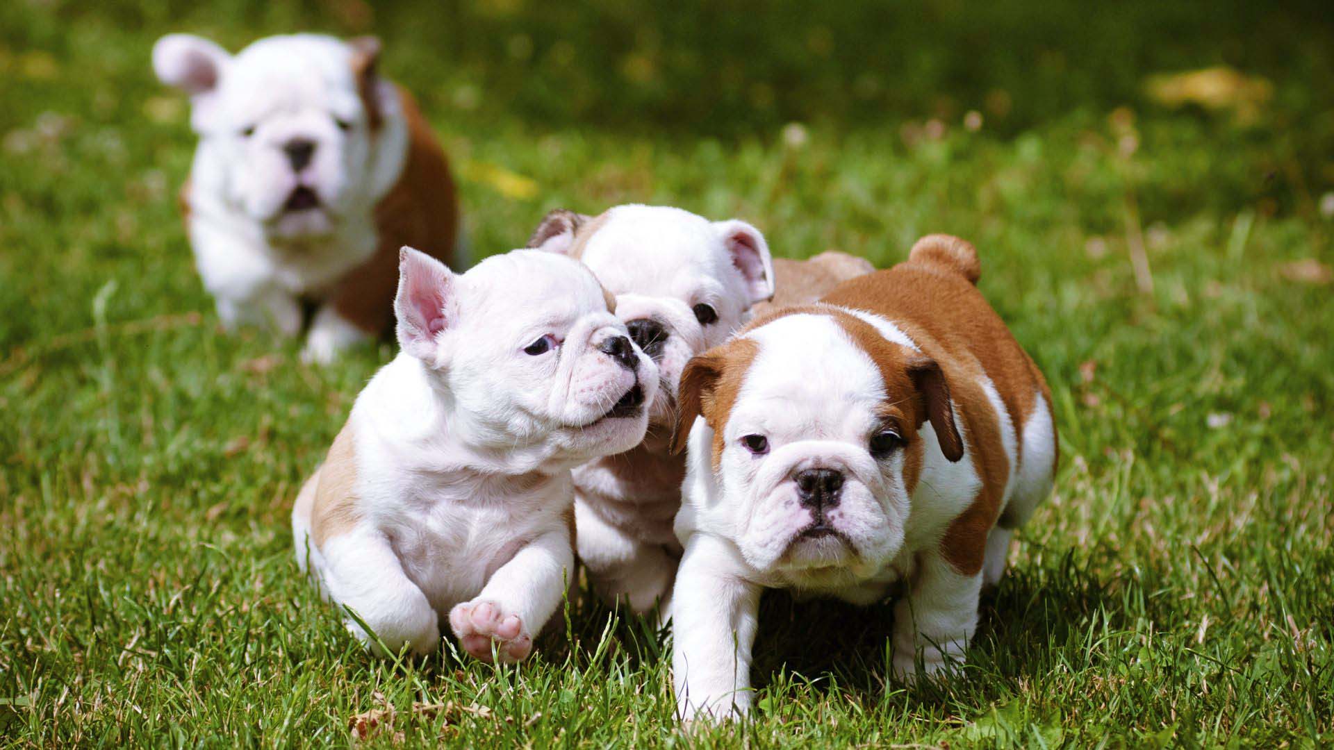 Cute Bulldog Puppies Wallpapers Wallpapers