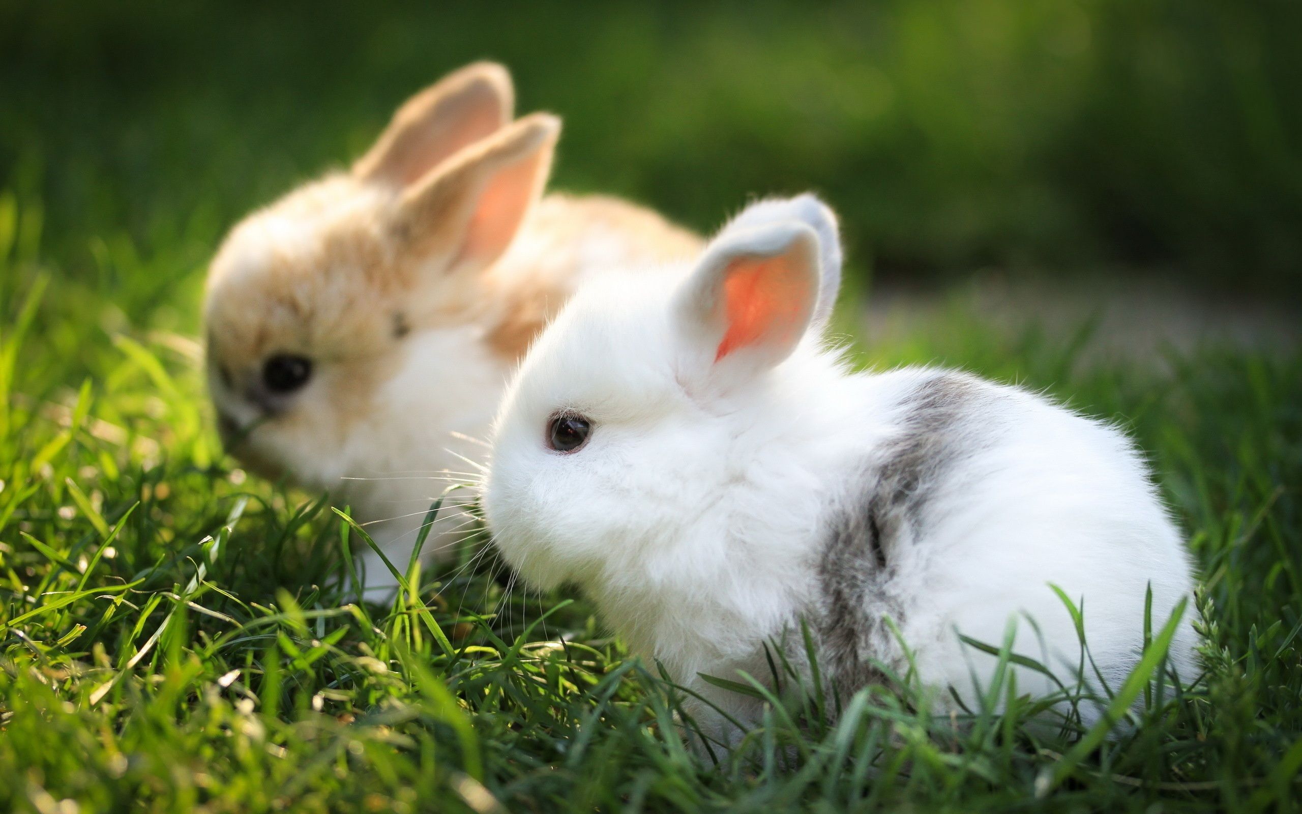 Cute Bunny Wallpapers