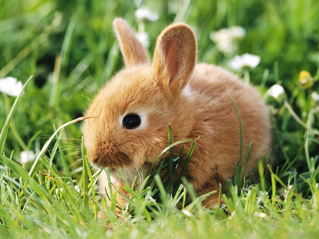 Cute Bunny Wallpapers