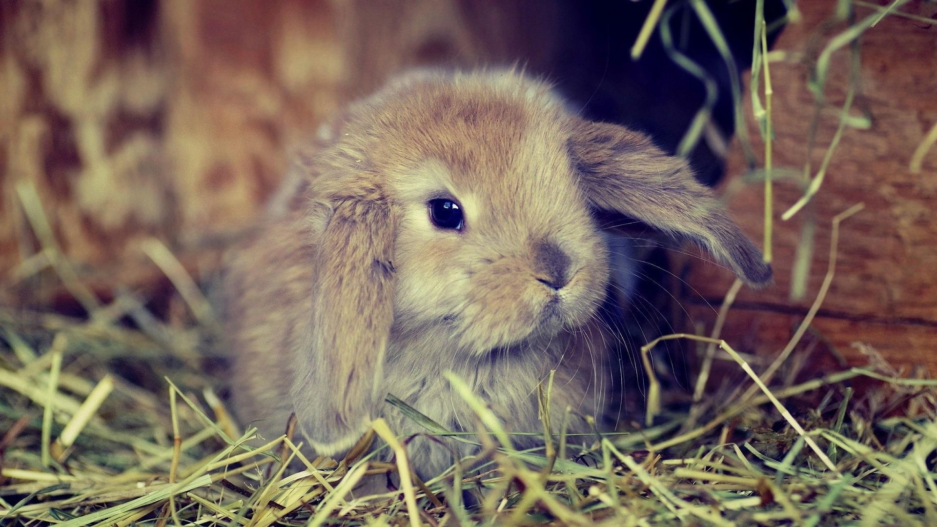 Cute Bunny Wallpapers