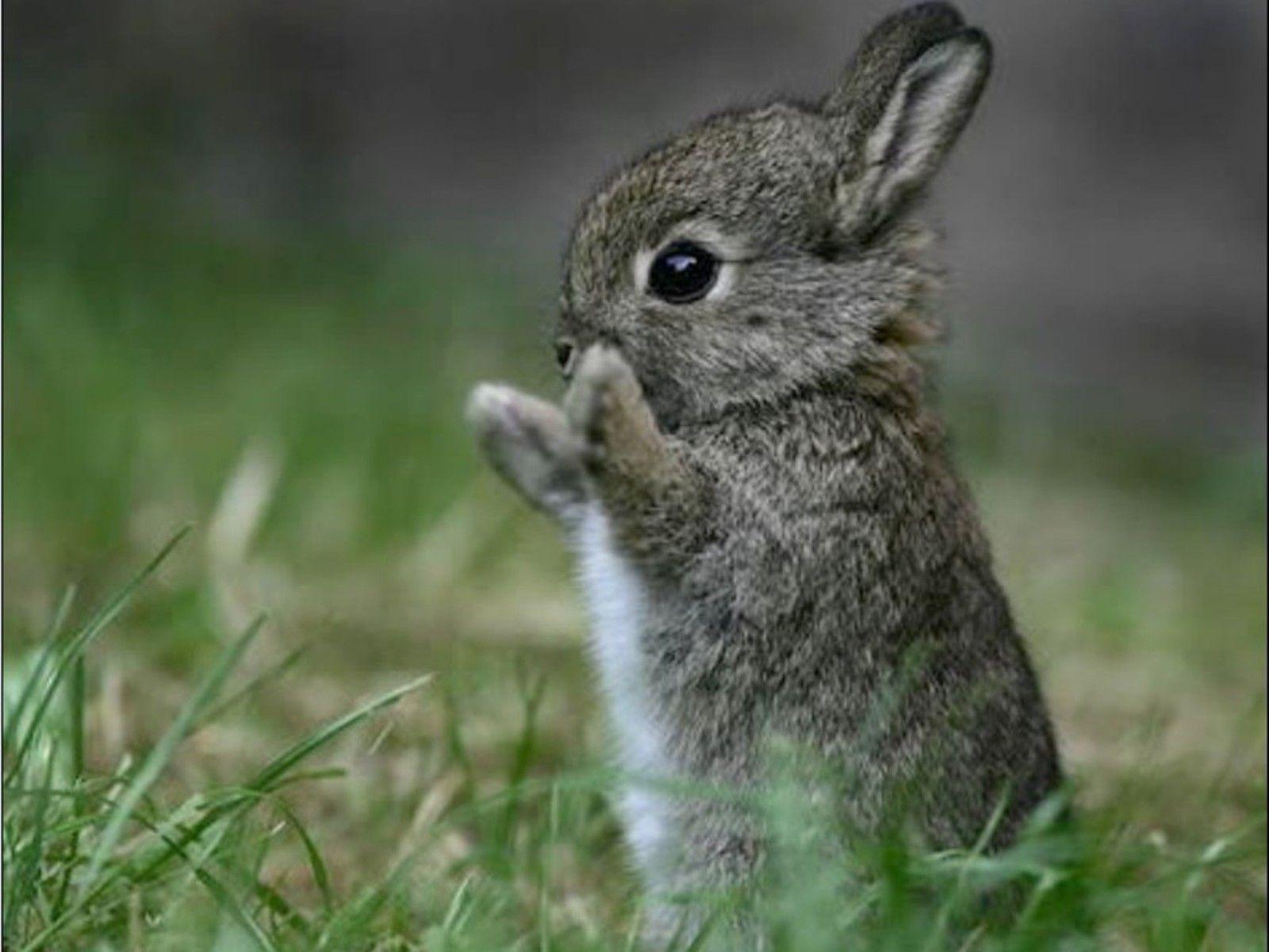 Cute Bunny Wallpapers