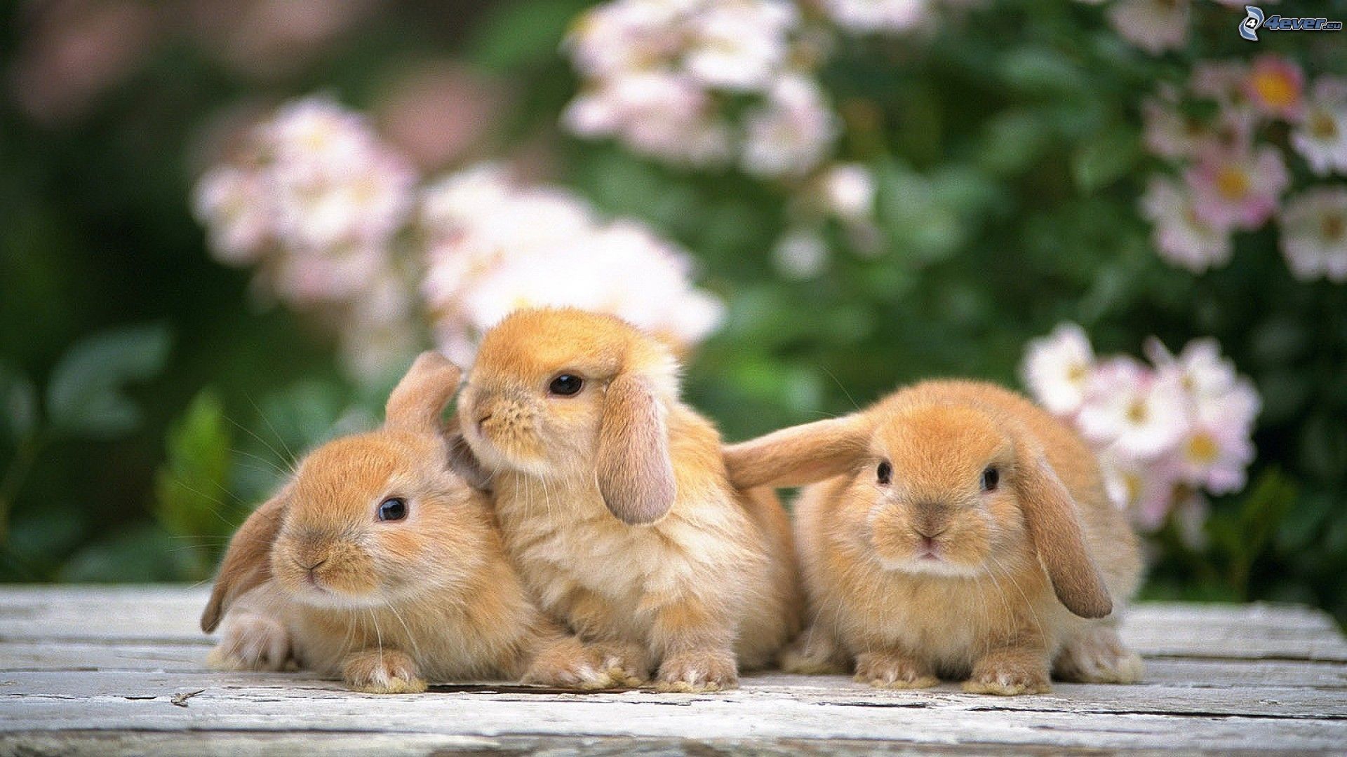 Cute Bunny Desktop Wallpapers