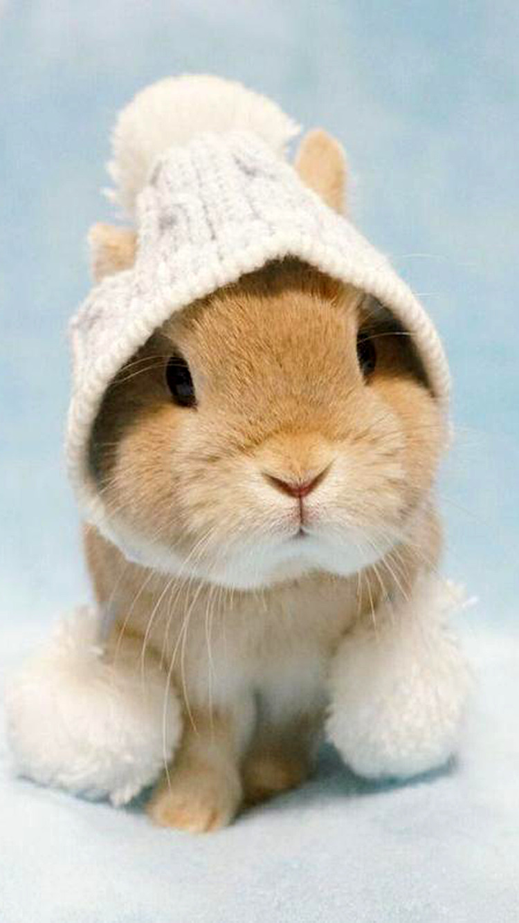 Cute Bunny Iphone Wallpapers