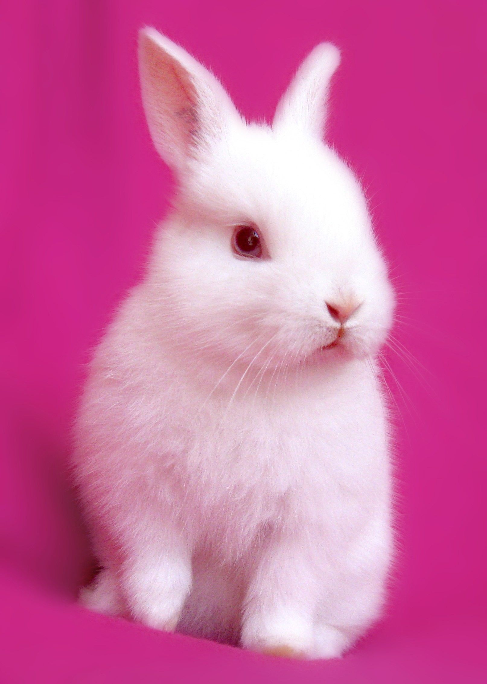 Cute Bunny Iphone Wallpapers