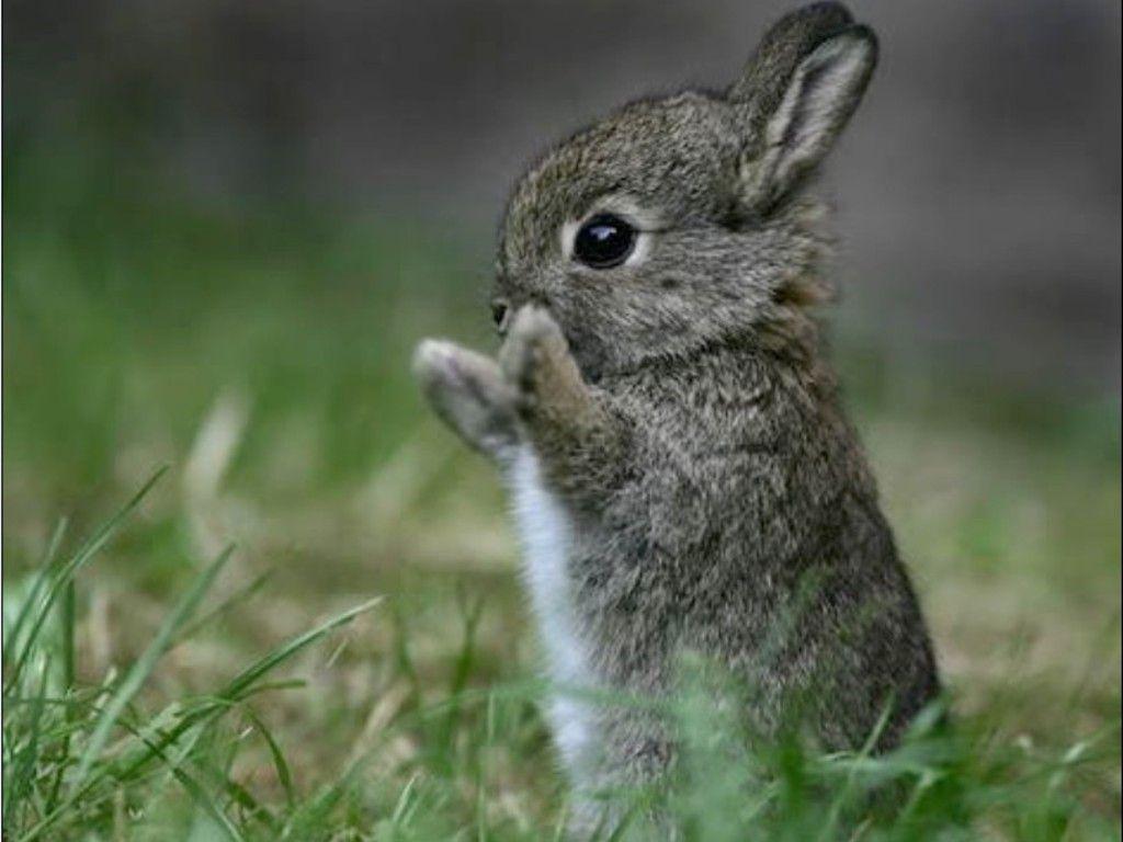 Cute Bunny Rabbits Wallpapers