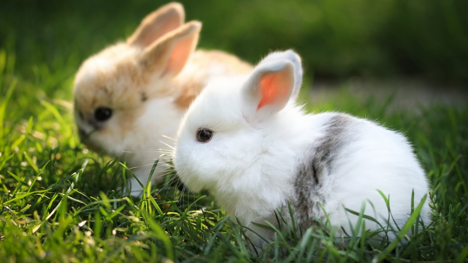 Cute Bunny Rabbits Wallpapers