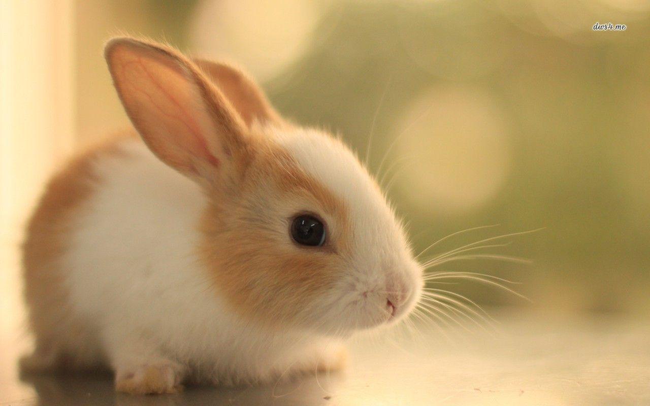 Cute Bunny Wallpapers Wallpapers