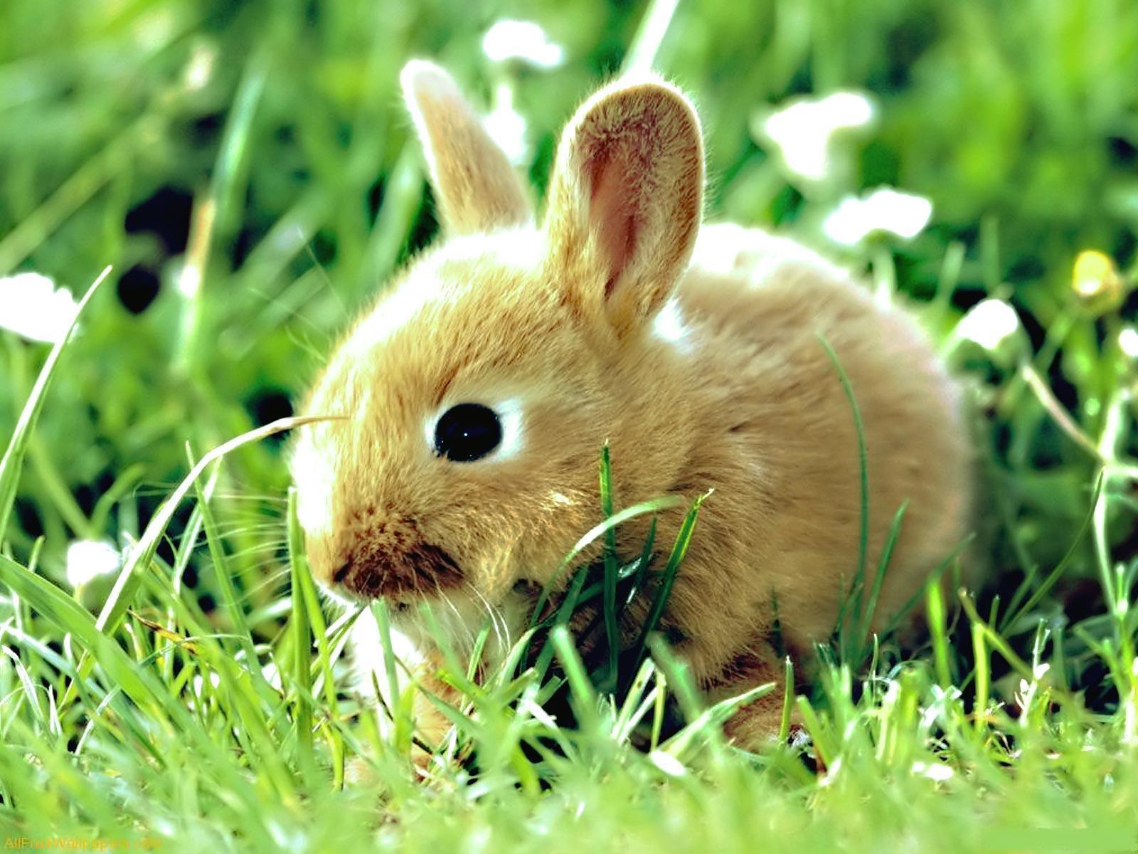 Cute Bunny Wallpapers Wallpapers