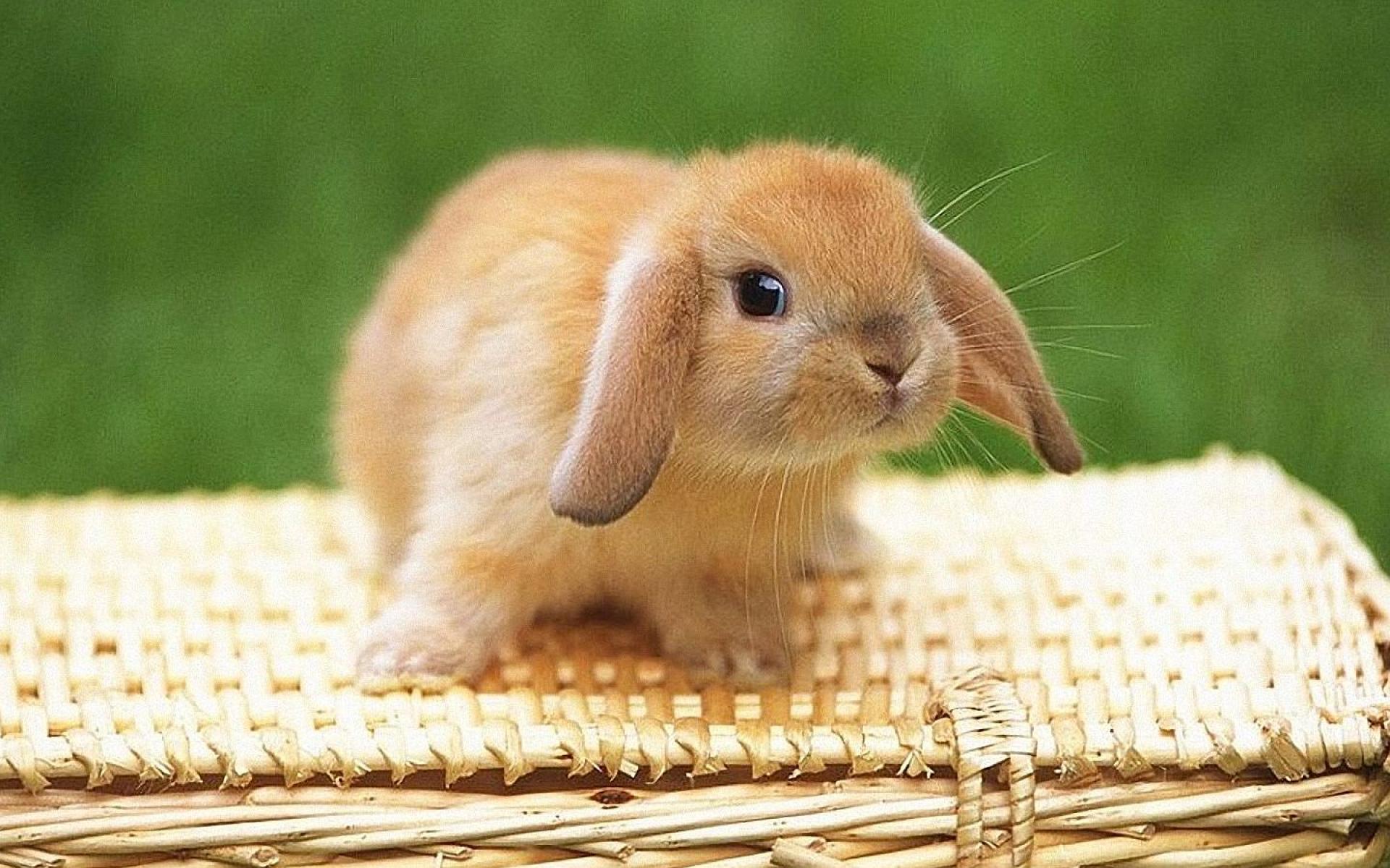 Cute Bunny Wallpapers Wallpapers