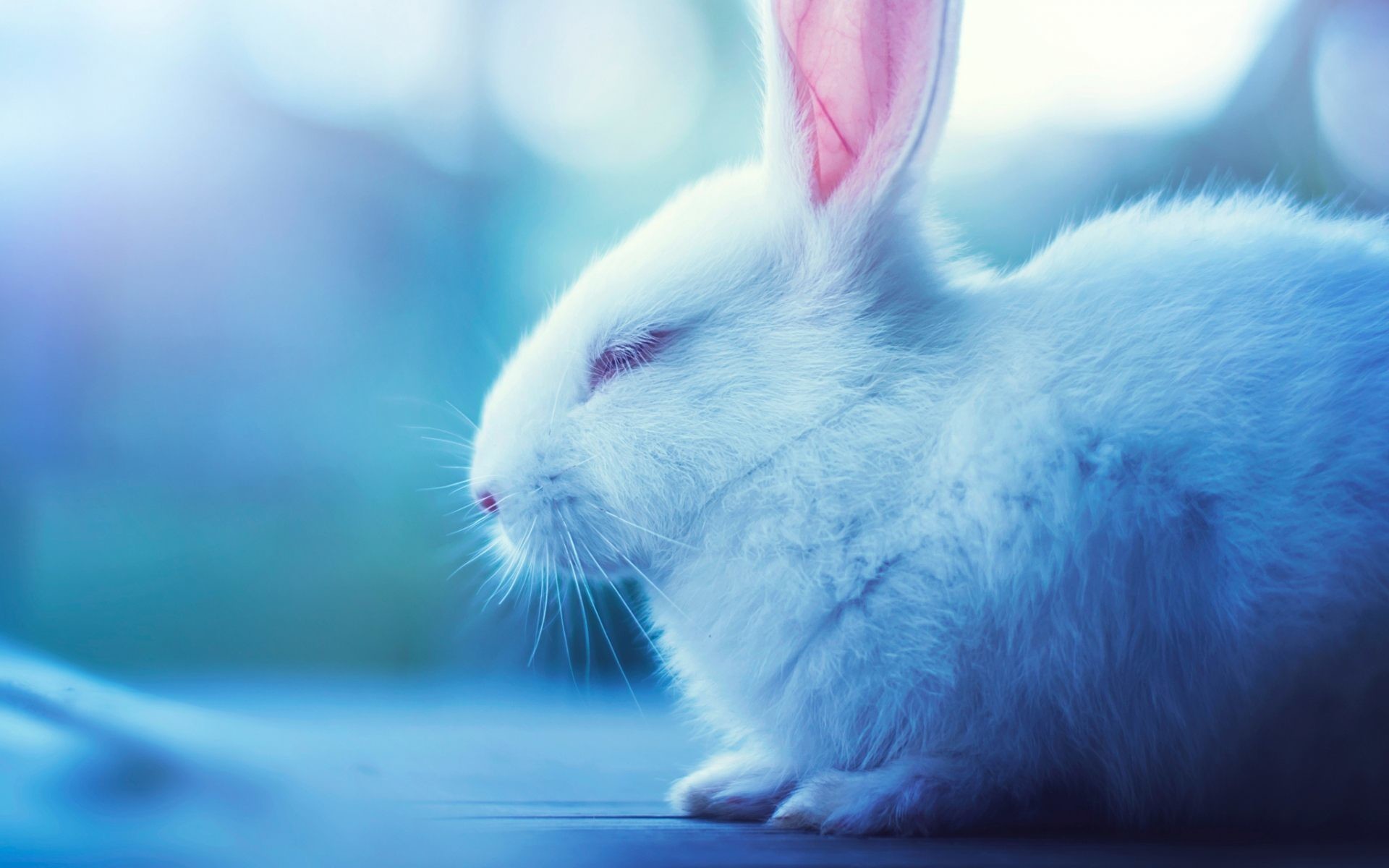 Cute Bunny Wallpapers Wallpapers