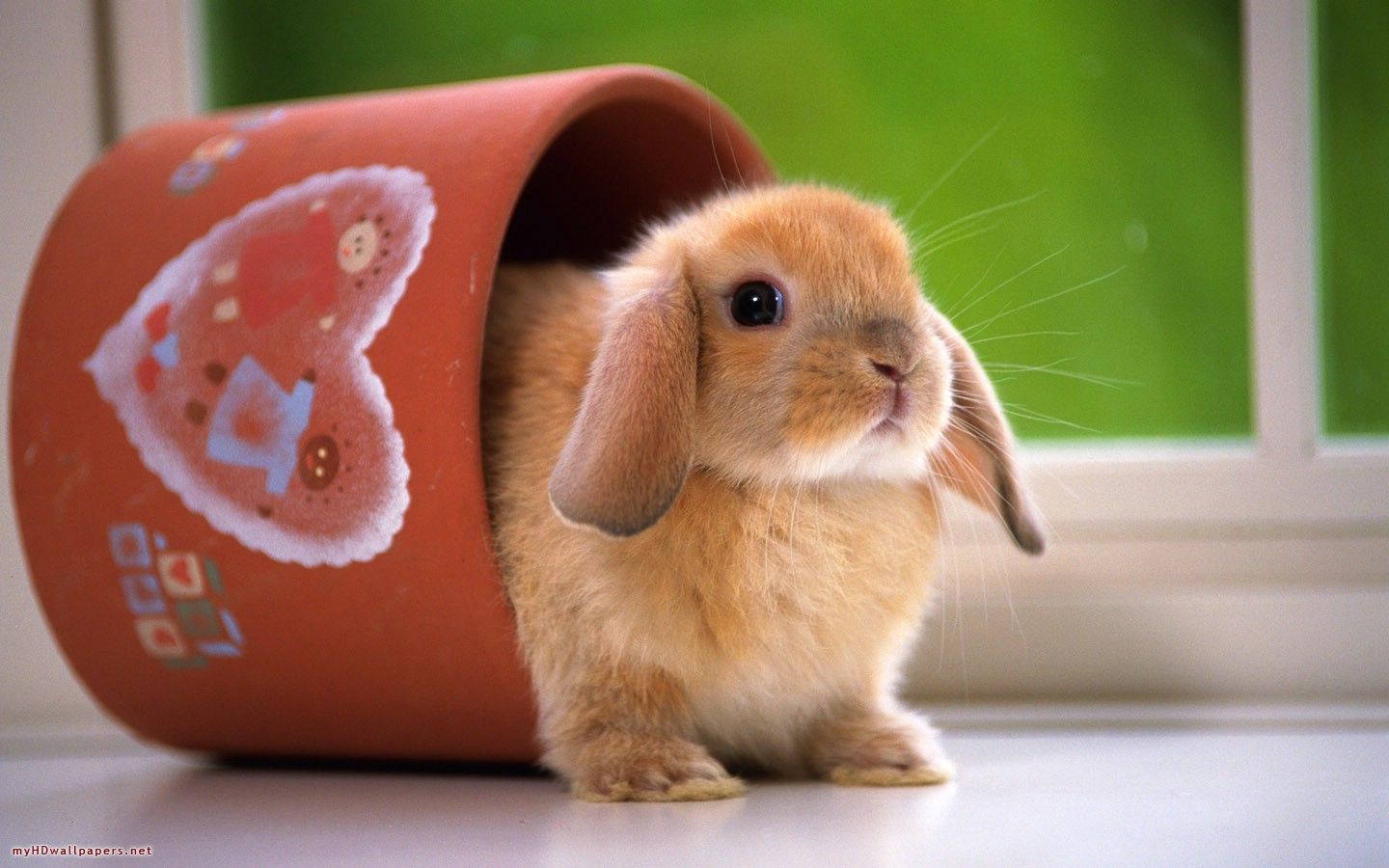 Cute Bunny Wallpapers Wallpapers