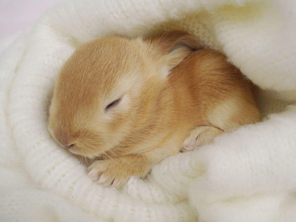 Cute Bunny Wallpapers Wallpapers