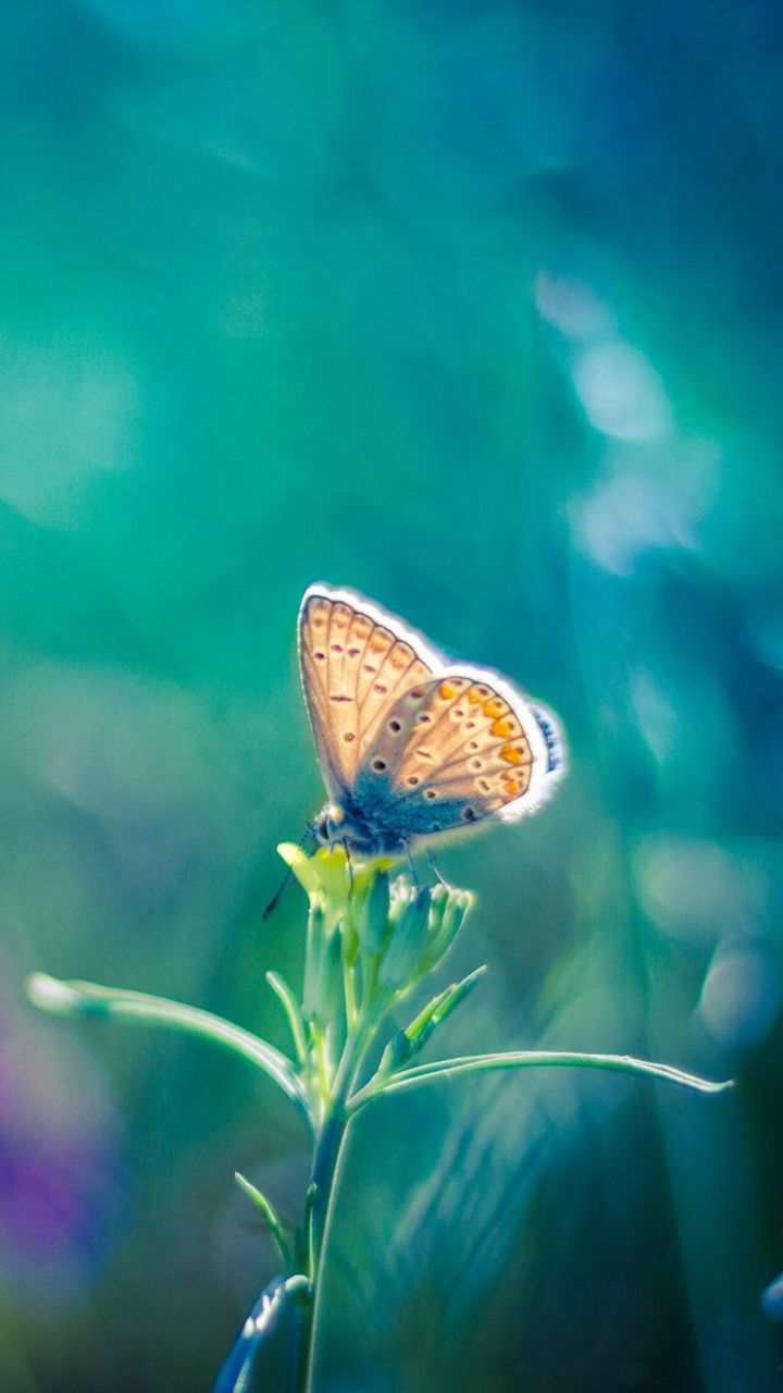 Cute Butterfly Wallpapers For Mobile Phones Wallpapers