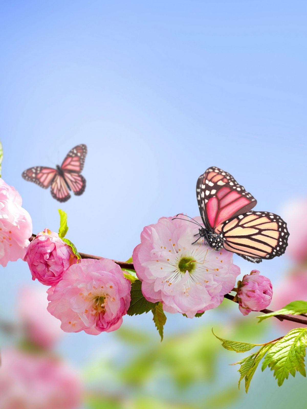 Cute Butterfly Wallpapers For Mobile Phones Wallpapers