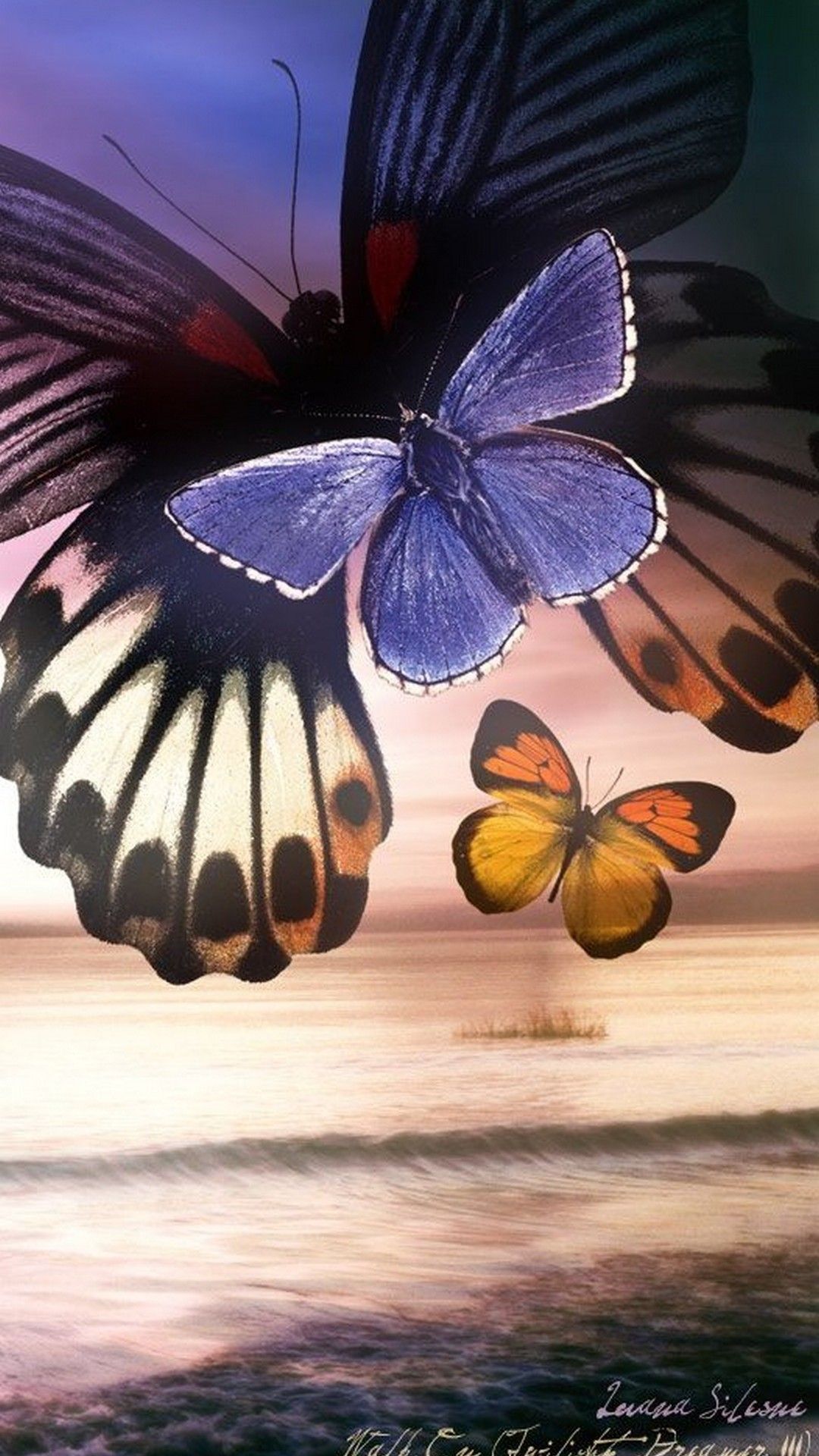 Cute Butterfly Wallpapers For Mobile Phones Wallpapers