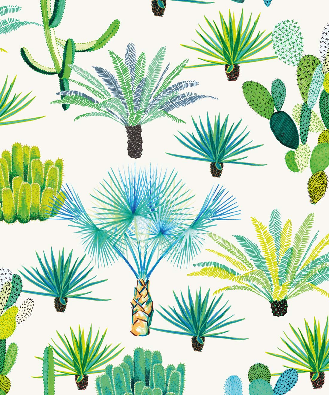 Cute Cactus Wallpapers Wallpapers