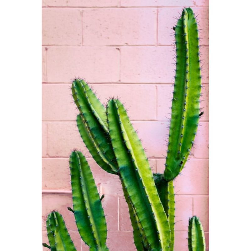 Cute Cactus Wallpapers Wallpapers