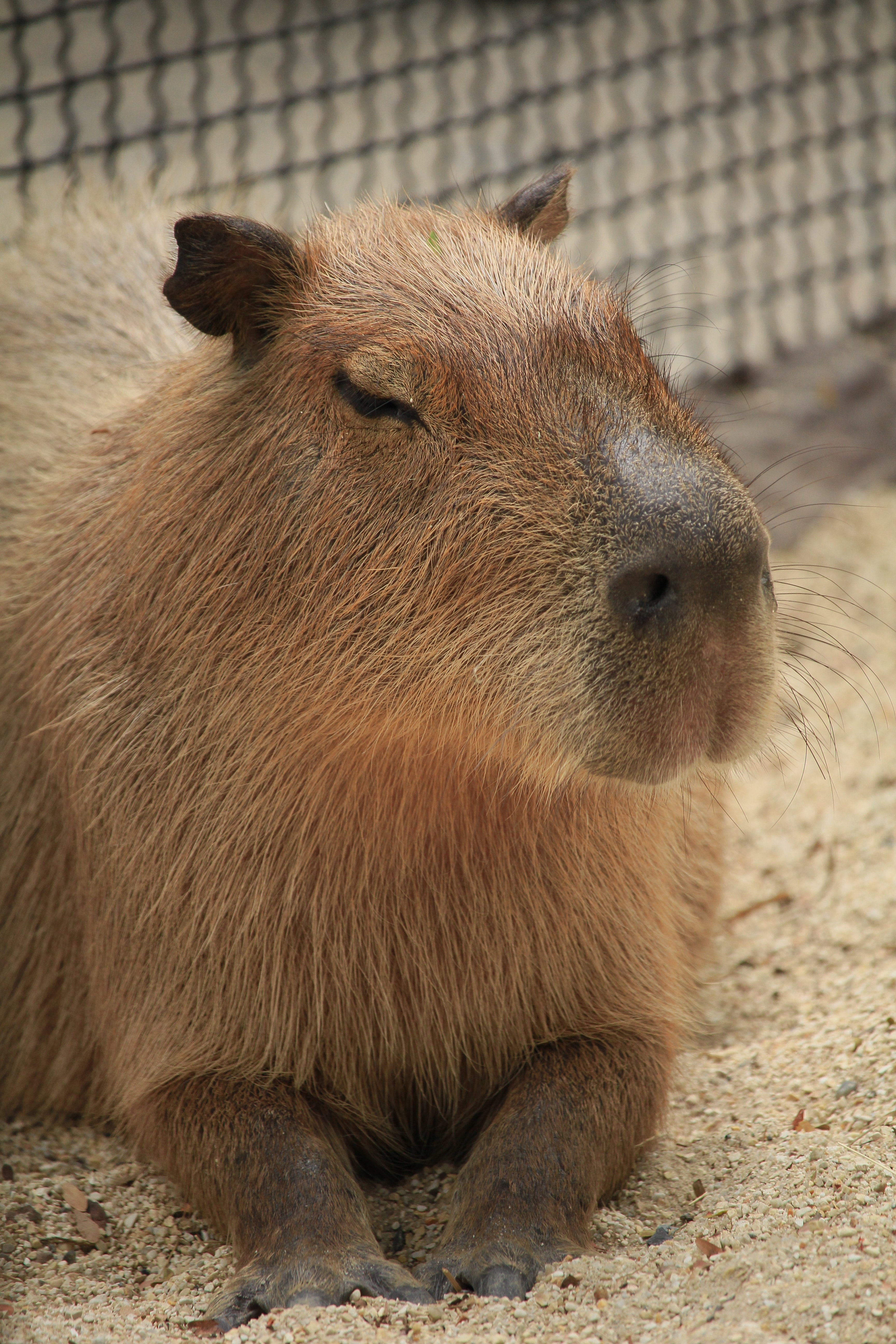 Cute Capybara Wallpapers