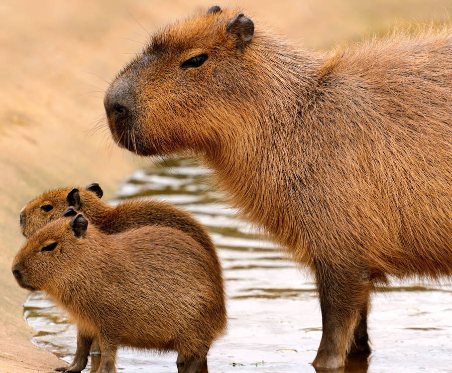 Cute Capybara Wallpapers