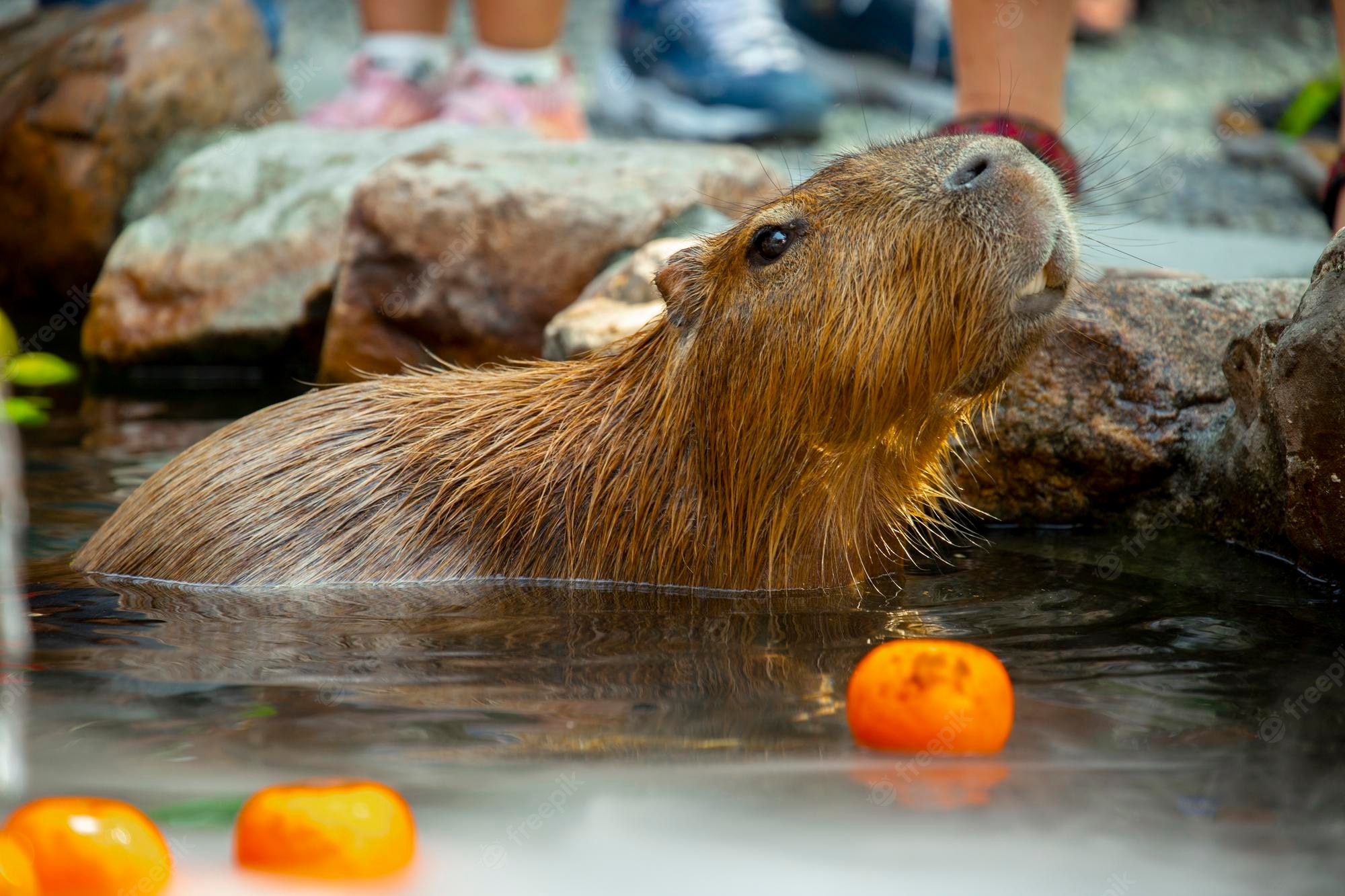 Cute Capybara Wallpapers