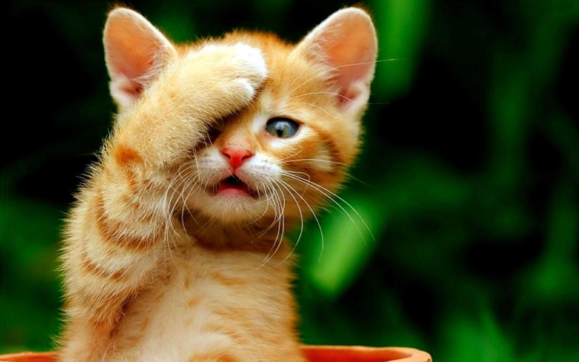 Cute Cat Wallpapers