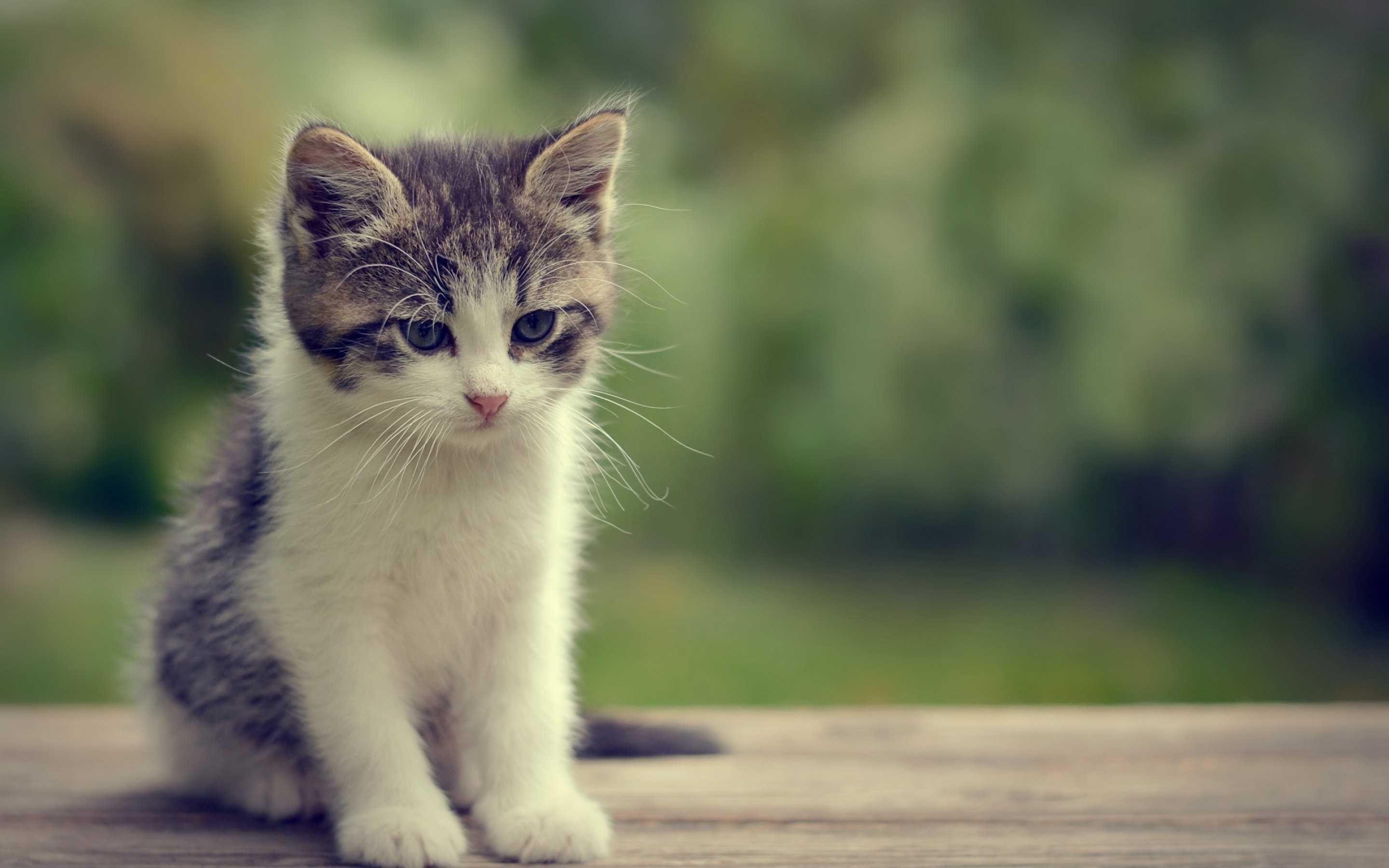 Cute Cat Wallpapers