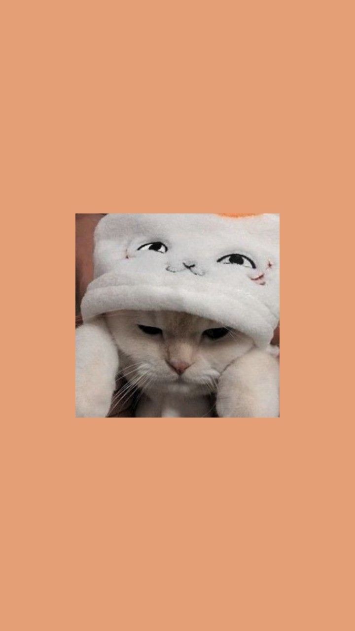 Cute Cat Aesthetic Wallpapers