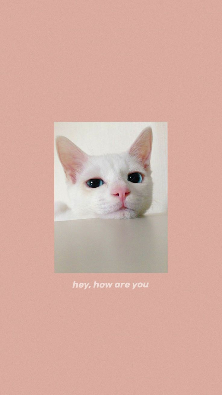 Cute Cat Aesthetic Wallpapers