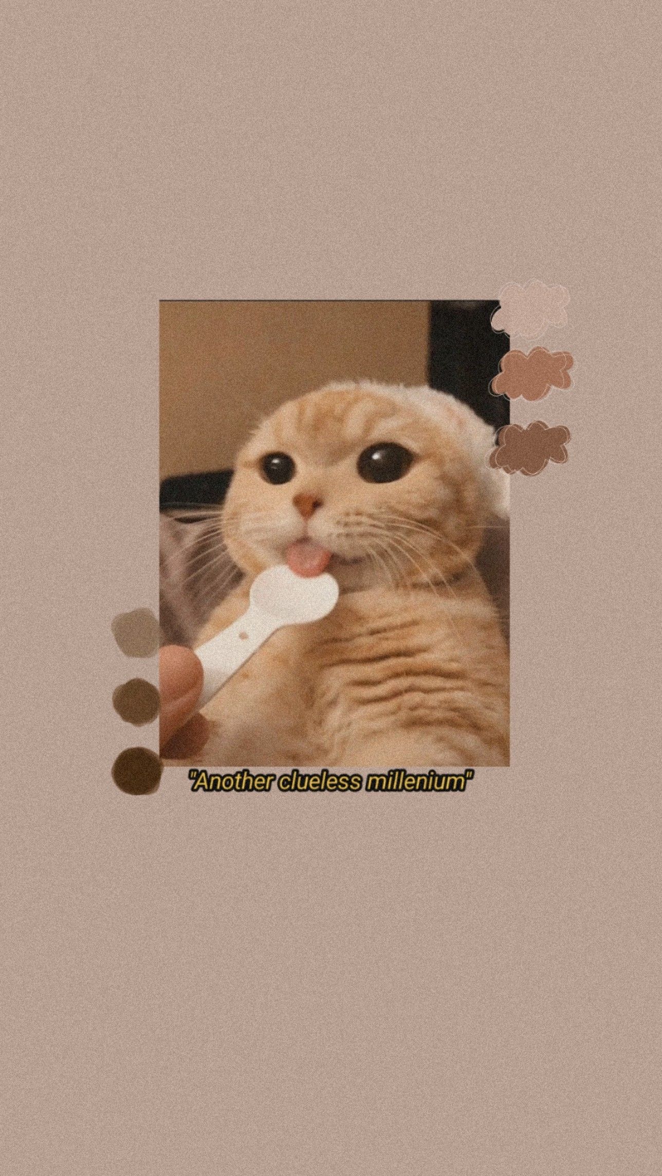 Cute Cat Aesthetics Wallpapers