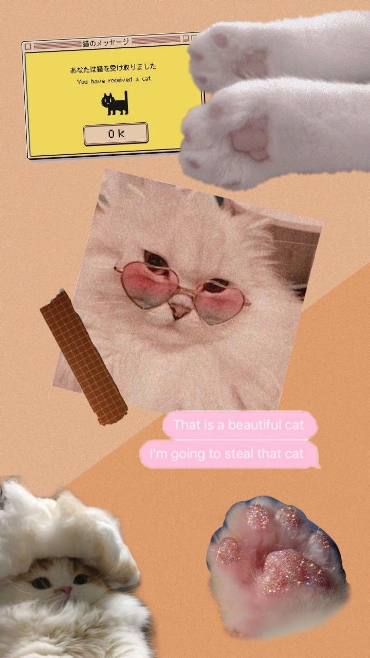 Cute Cat Aesthetics Wallpapers